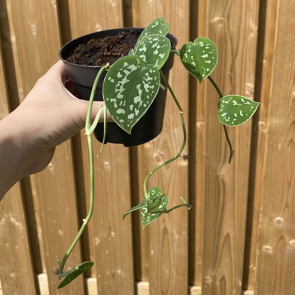 Scindapsus-pictus-Kamerplanten-Plantenmagie