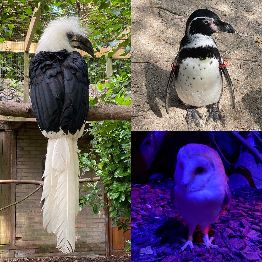 Vogelpark-Avifauna-Inspiratie-Blog-Augustus