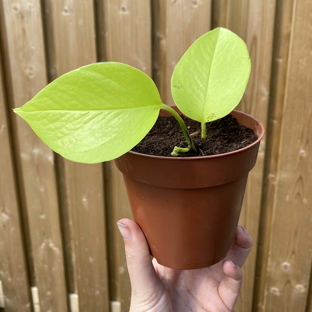 golden-pothos-Babyplantje-Kamerplanten-Stekken